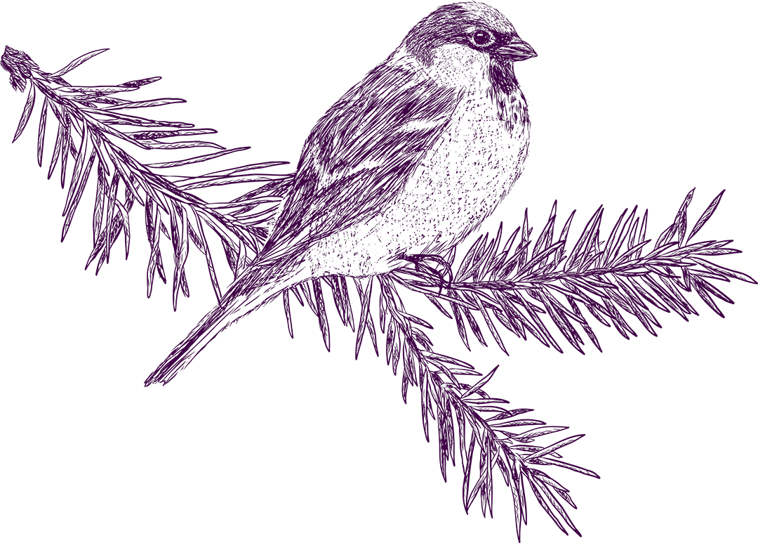 Piirretty lintu havun oksalla